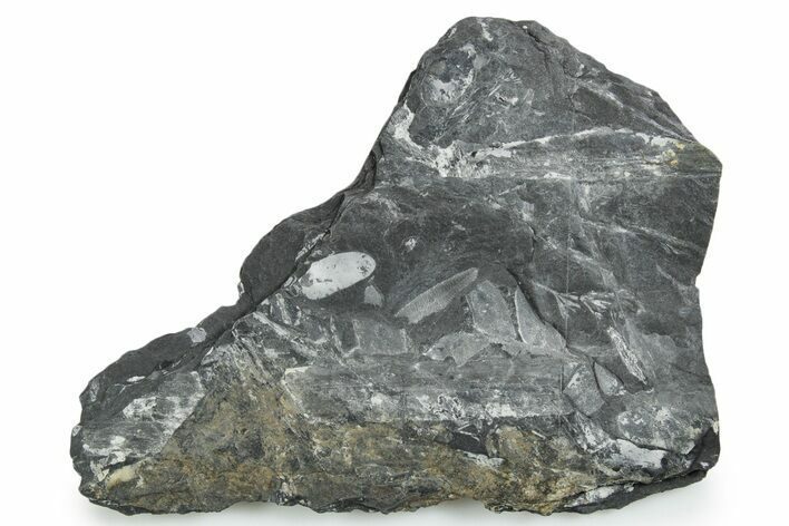 Fossil Seed Fern (Pecopteris) Plate - Pennsylvania #347713